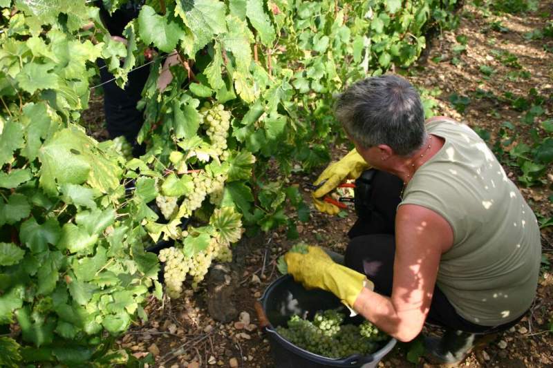 Vendanges manuelles