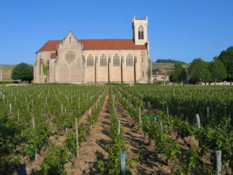 Vignes